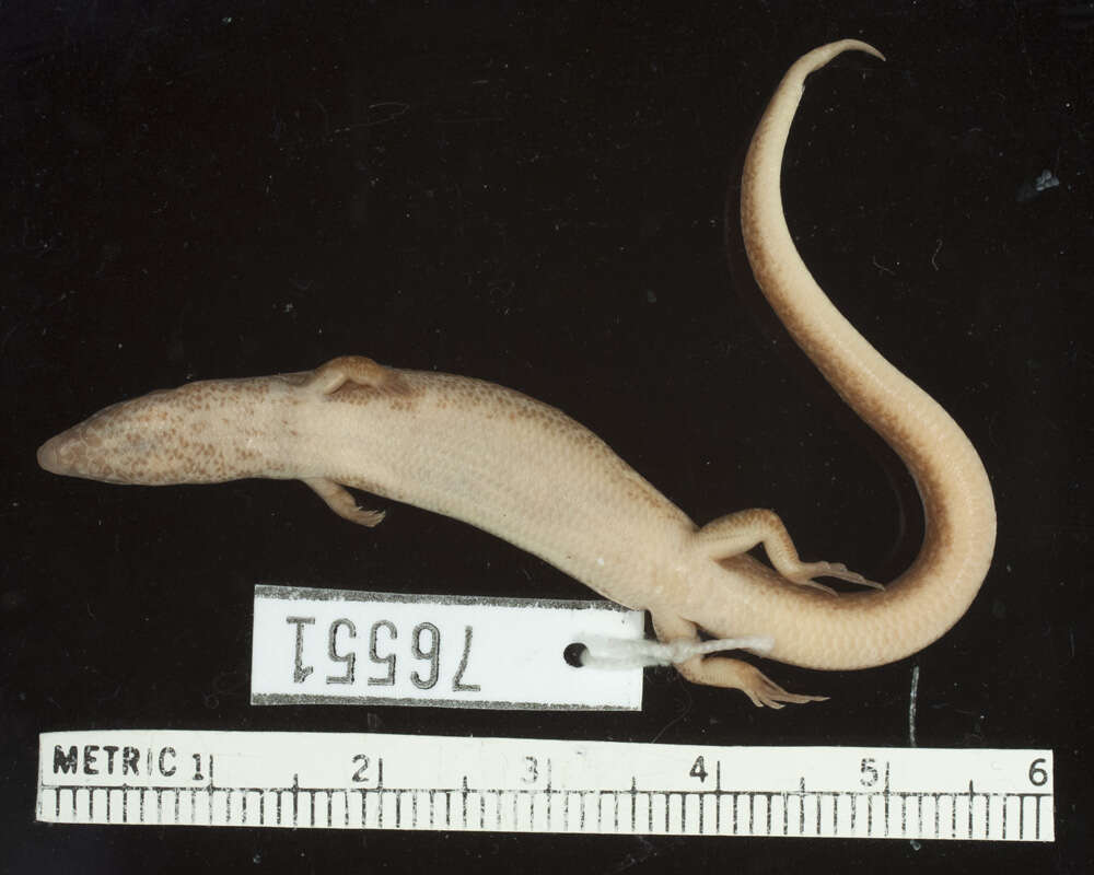 Image of Sphenomorphus tanneri Greer & Parker 1967