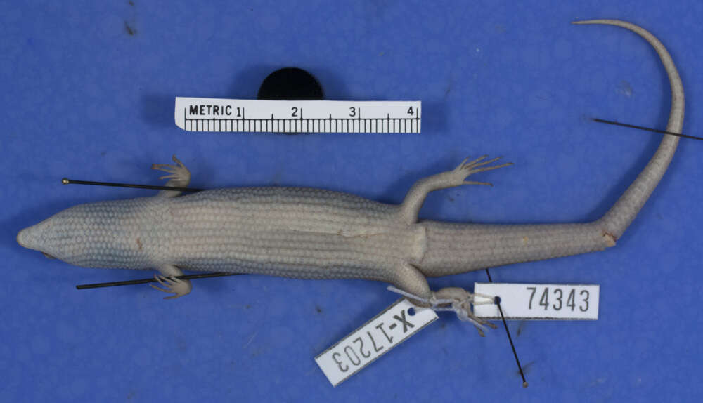 Image of Spondylurus powelli Hedges & Conn 2012