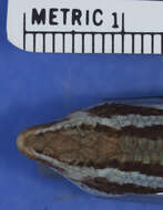 Image of Spondylurus powelli Hedges & Conn 2012