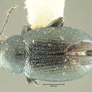 Image of Chaetocnema irregularis J. L. Le Conte 1857