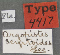 Image of Argopistes scyrtoides J. L. Le Conte 1878