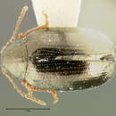 Image of <i>Psylliodes interstitialis</i>
