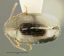 Image of <i>Psylliodes interstitialis</i>