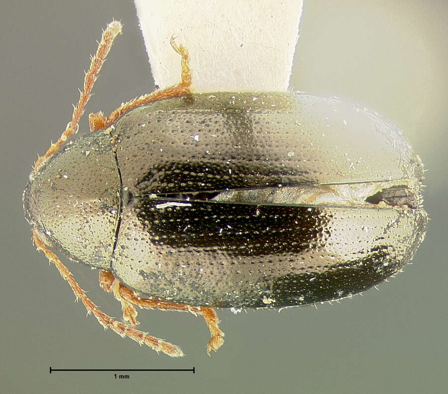 Image of <i>Psylliodes interstitialis</i>