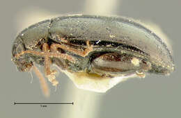 Image of <i>Psylliodes interstitialis</i>
