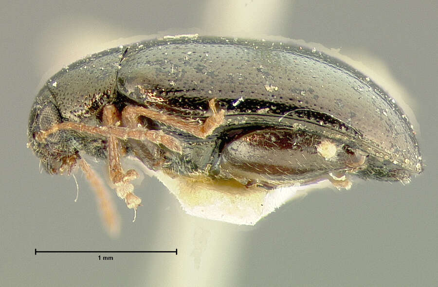 Image of <i>Psylliodes interstitialis</i>