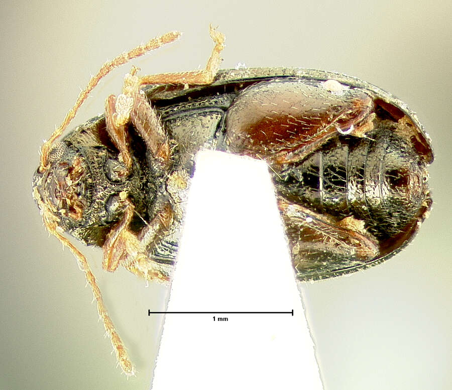 Image of <i>Psylliodes interstitialis</i>