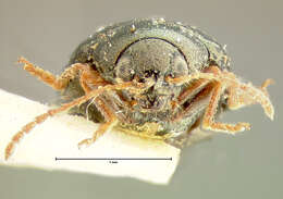 Image of <i>Psylliodes interstitialis</i>