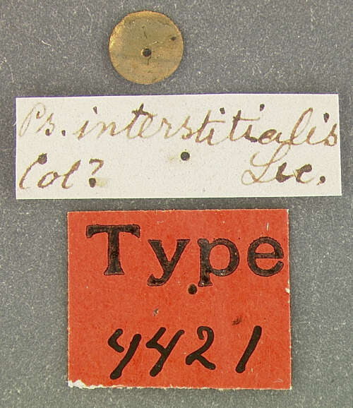 Image of <i>Psylliodes interstitialis</i>