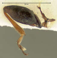 Image of Garden Flea Beetle