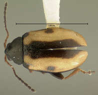 Image of Garden Flea Beetle