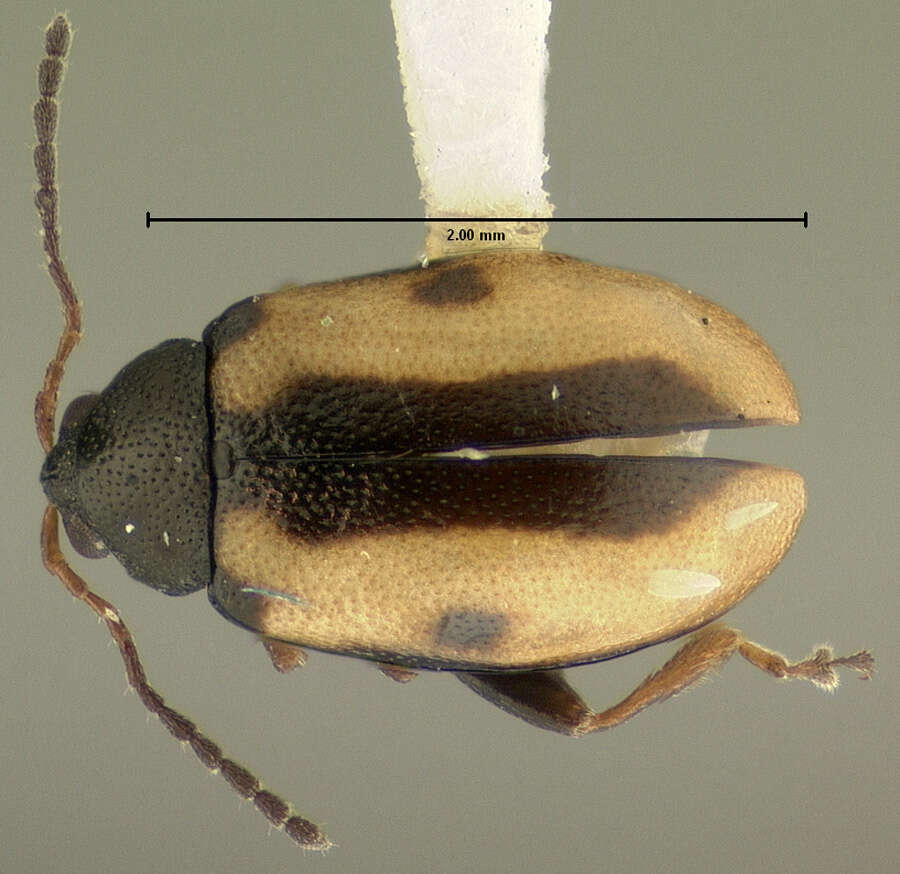 Image of Garden Flea Beetle