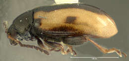 Image of Garden Flea Beetle