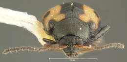 Image of Garden Flea Beetle