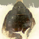 Image of Longitarsus mancus J. L. Le Conte 1858