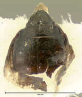 Image of Longitarsus mancus J. L. Le Conte 1858