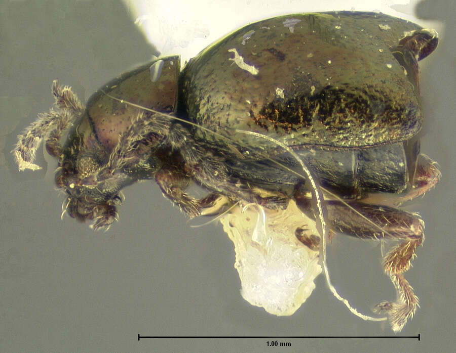 Image of Longitarsus mancus J. L. Le Conte 1858