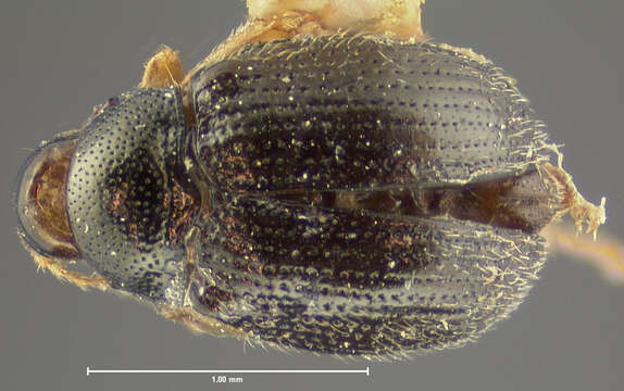 Epitrix cucumeris (Harris 1851) resmi