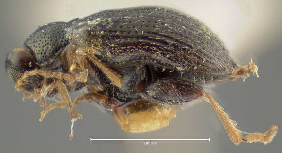 Image of Potato Flea Beetle