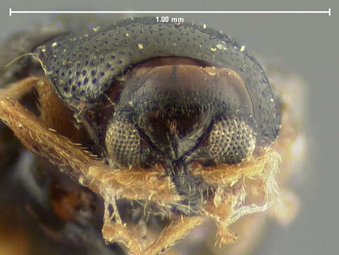 Image of Potato Flea Beetle