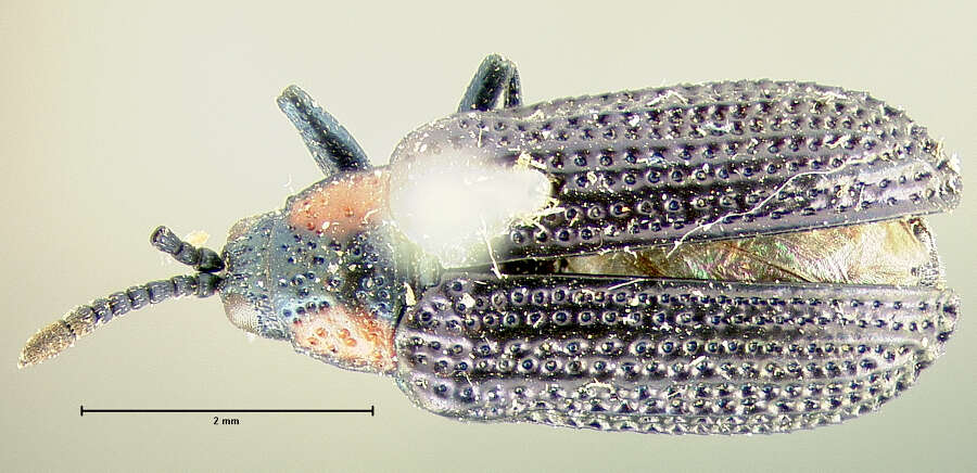 Imagem de Microrhopala rubrolineata (Mannerheim 1843)