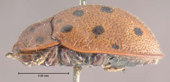 Image of Chelymorpha phytophagica Crotch 1873