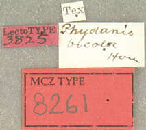 Plancia ëd Phydanis bicolor Horn 1889
