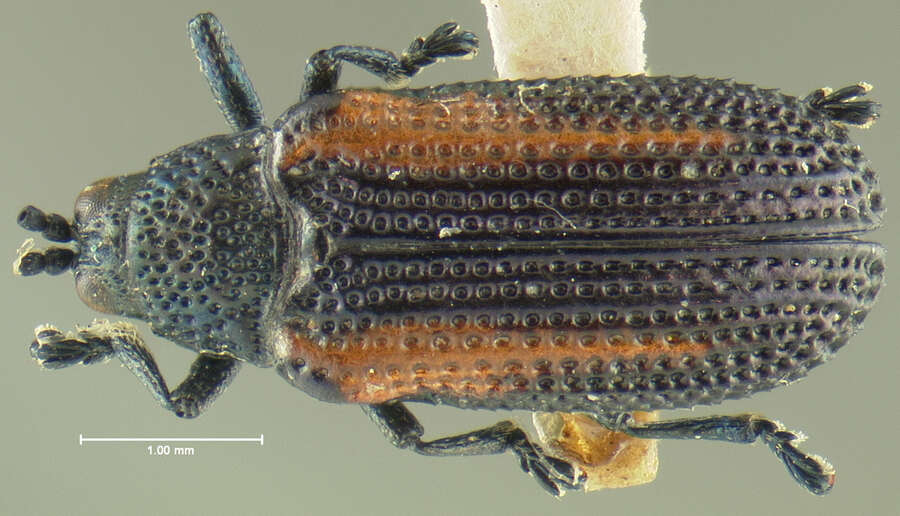 Sivun Microrhopala rubrolineata (Mannerheim 1843) kuva