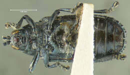 Sivun Microrhopala rubrolineata (Mannerheim 1843) kuva