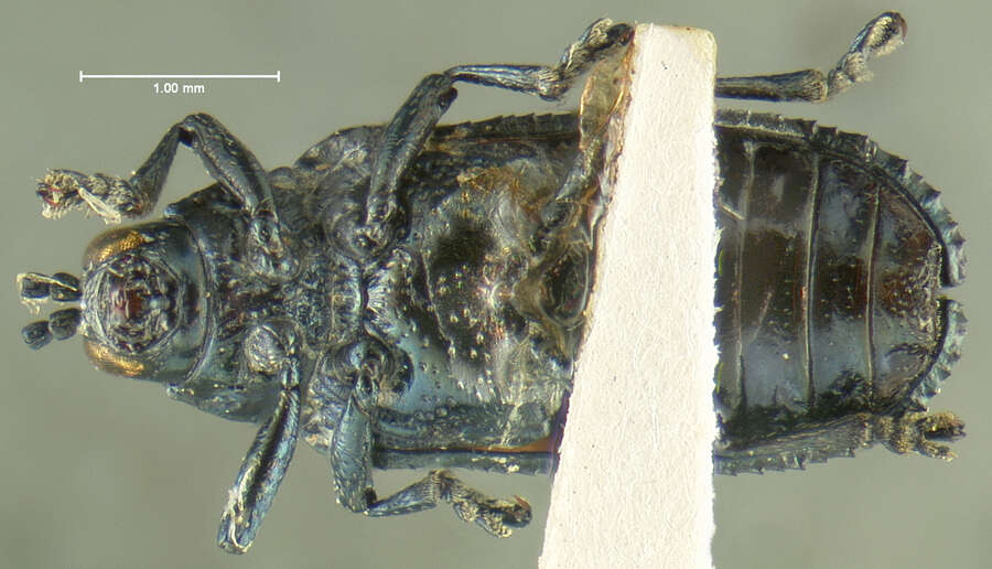 Sivun Microrhopala rubrolineata (Mannerheim 1843) kuva