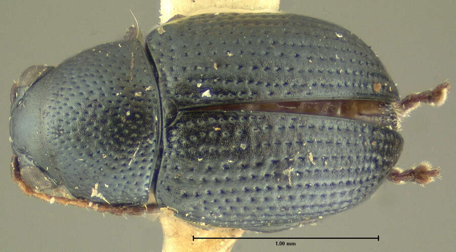 Image of Chaetocnema alutacea Crotch 1873