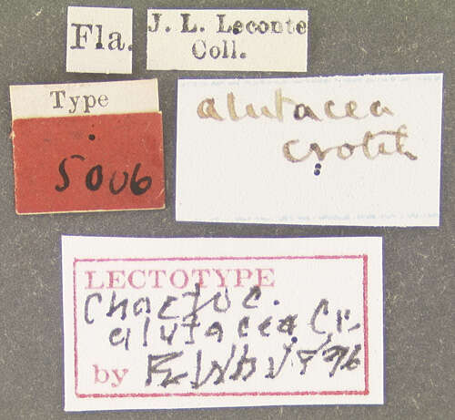 Image of Chaetocnema alutacea Crotch 1873