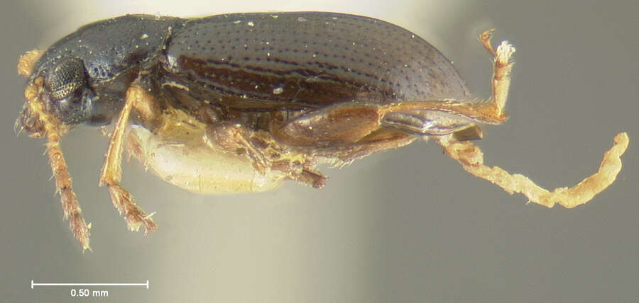 Image of Chaetocnema elongatula Crotch 1873