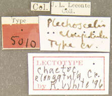 Image of Chaetocnema elongatula Crotch 1873