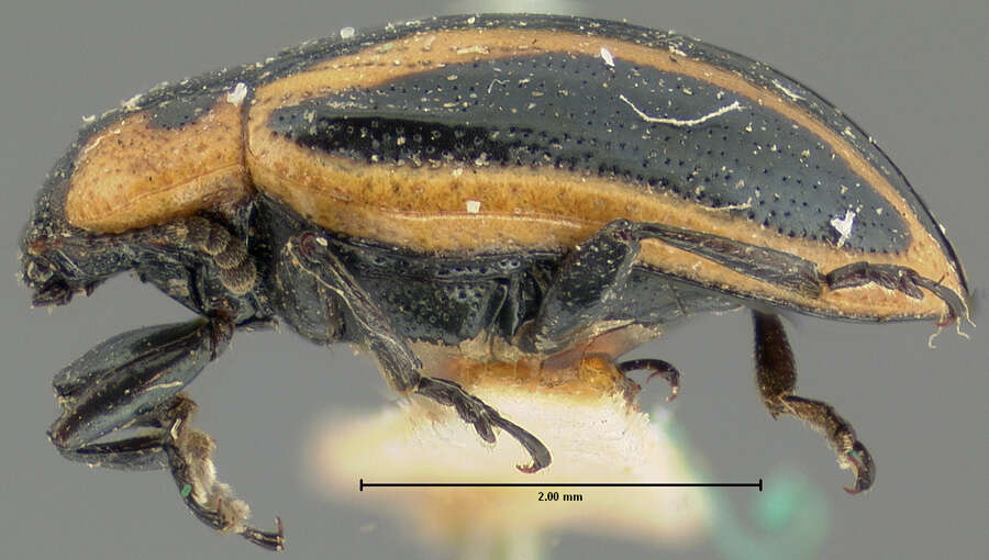 Image of Prasocuris (Hydrothassa) obliquata J. L. Le Conte 1866