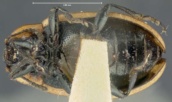 Image of Prasocuris (Hydrothassa) obliquata J. L. Le Conte 1866