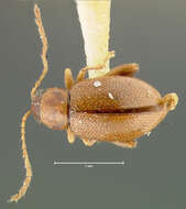 صورة Longitarsus insolens Horn 1889