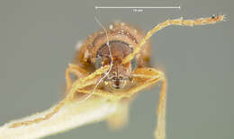 صورة Longitarsus insolens Horn 1889