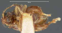 Image of Longitarsus perforatus Horn 1889