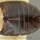 Image of Phyllotreta denticornis Horn 1889