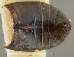 Image of Phyllotreta denticornis Horn 1889