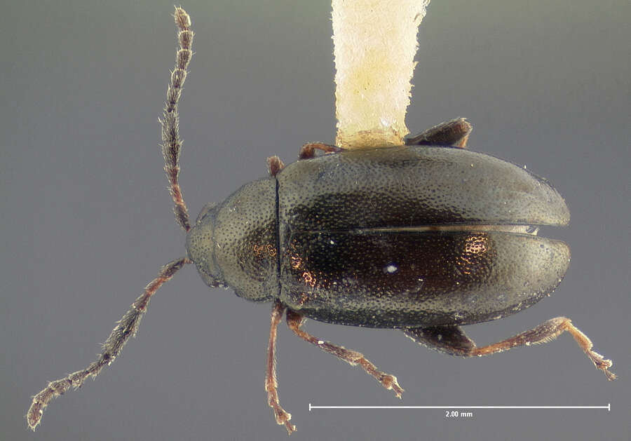 Image of Phyllotreta denticornis Horn 1889