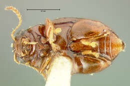 Image of Chaetocnema brunnescens Horn 1889