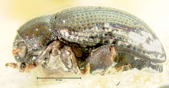 Image of Chaetocnema minuta F. E. Melsheimer 1847