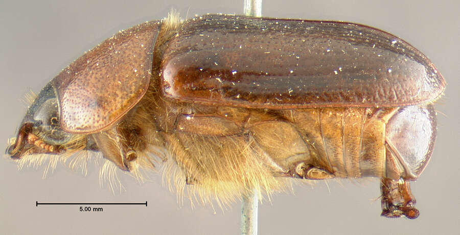 Image of Cyclocephala robusta Le Conte 1863