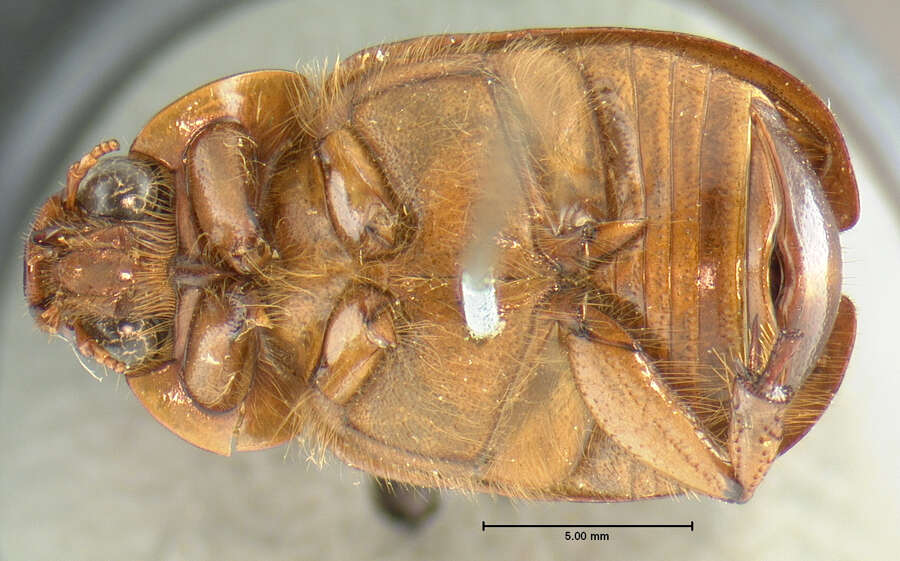 Image of Cyclocephala robusta Le Conte 1863