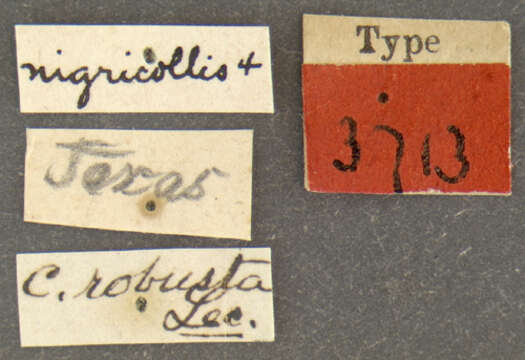 Image of Cyclocephala robusta Le Conte 1863