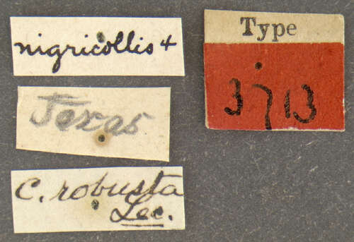 Image of Cyclocephala robusta Le Conte 1863