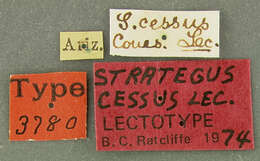 Image of Strategus cessus Le Conte 1866