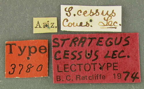 Image of Strategus cessus Le Conte 1866